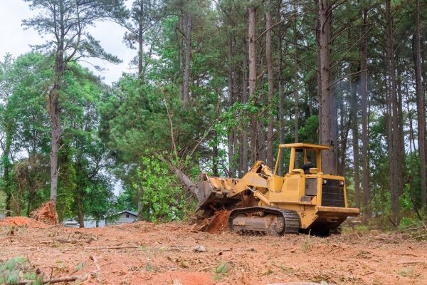Cost of Forestry Clearing in Ellensburg