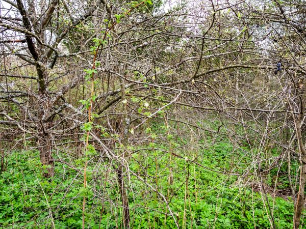 Underbrush Clearing in Ellensburg