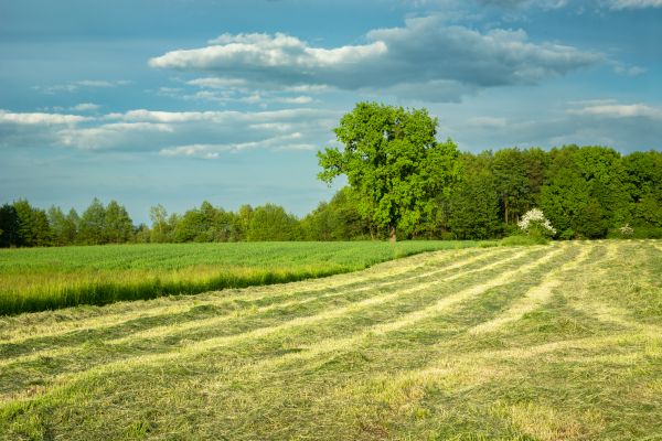 Cost of Vegetation Removal in Ellensburg