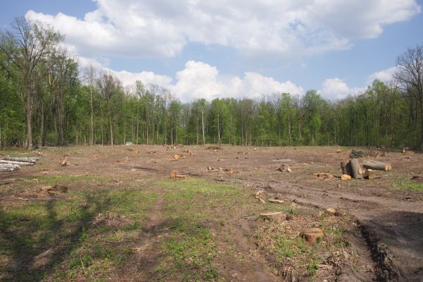Cost of Pasture Clearing in Ellensburg