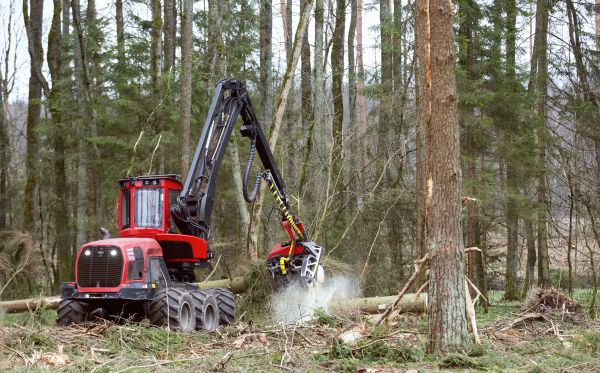 Cost of Forest Clearance Service in Ellensburg