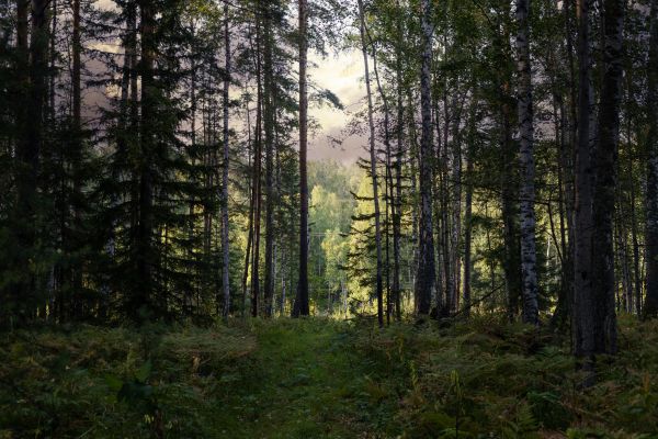 Cost of Pine Tree Clearing in Ellensburg